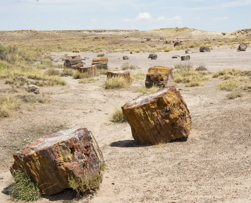 Petrified Forest