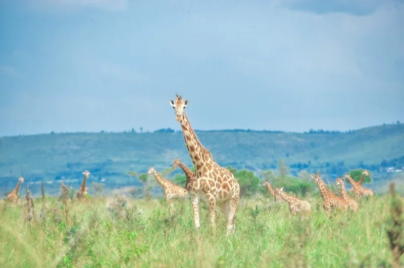 Nyanza Lac 5