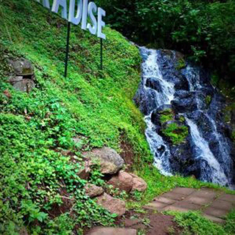 Limuru Tea Farm