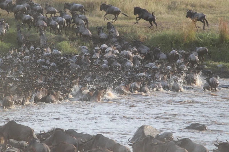 Pangani River
