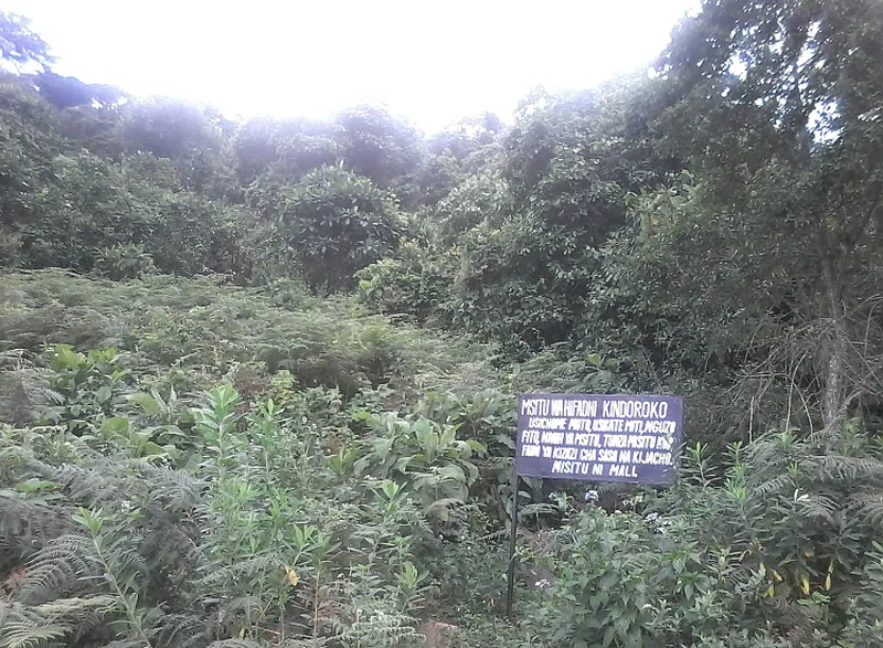 Northern Pare Mountains