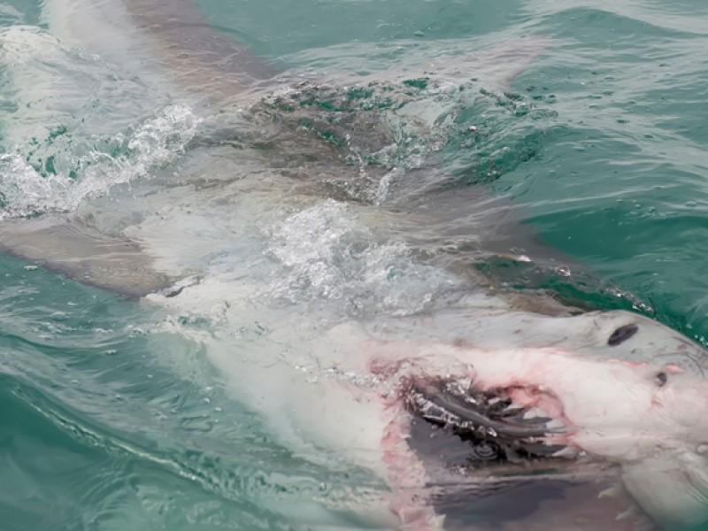 White Shark Projects cc