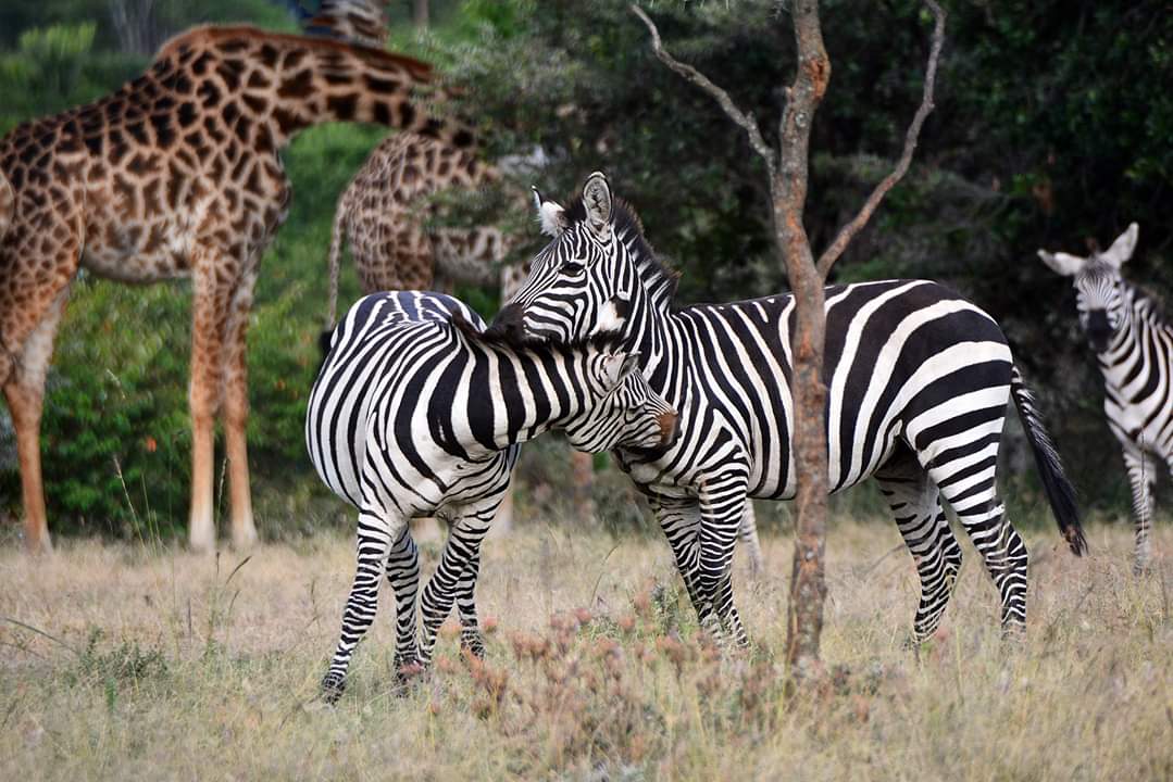 Lulu Safaris Uganda 5