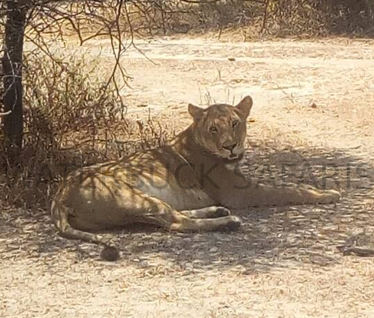Waterbuck Safaris 2