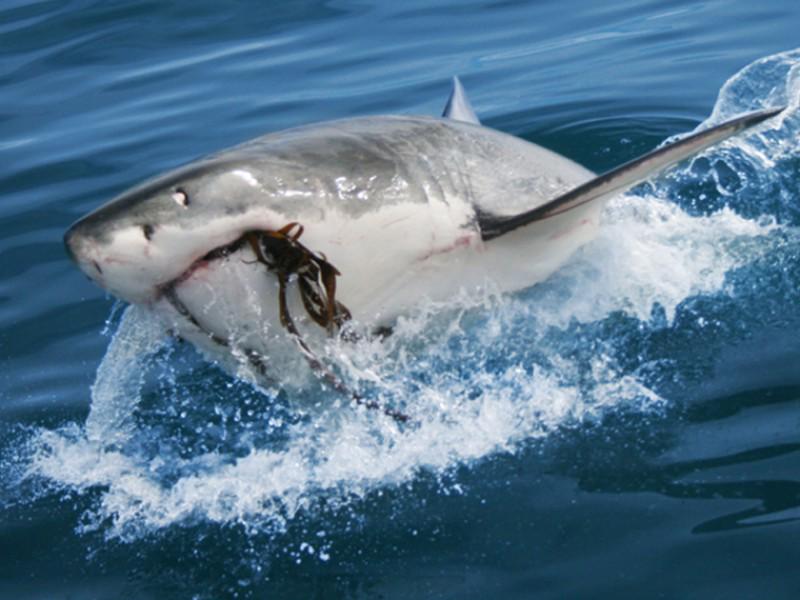 White Shark Diving Company 5