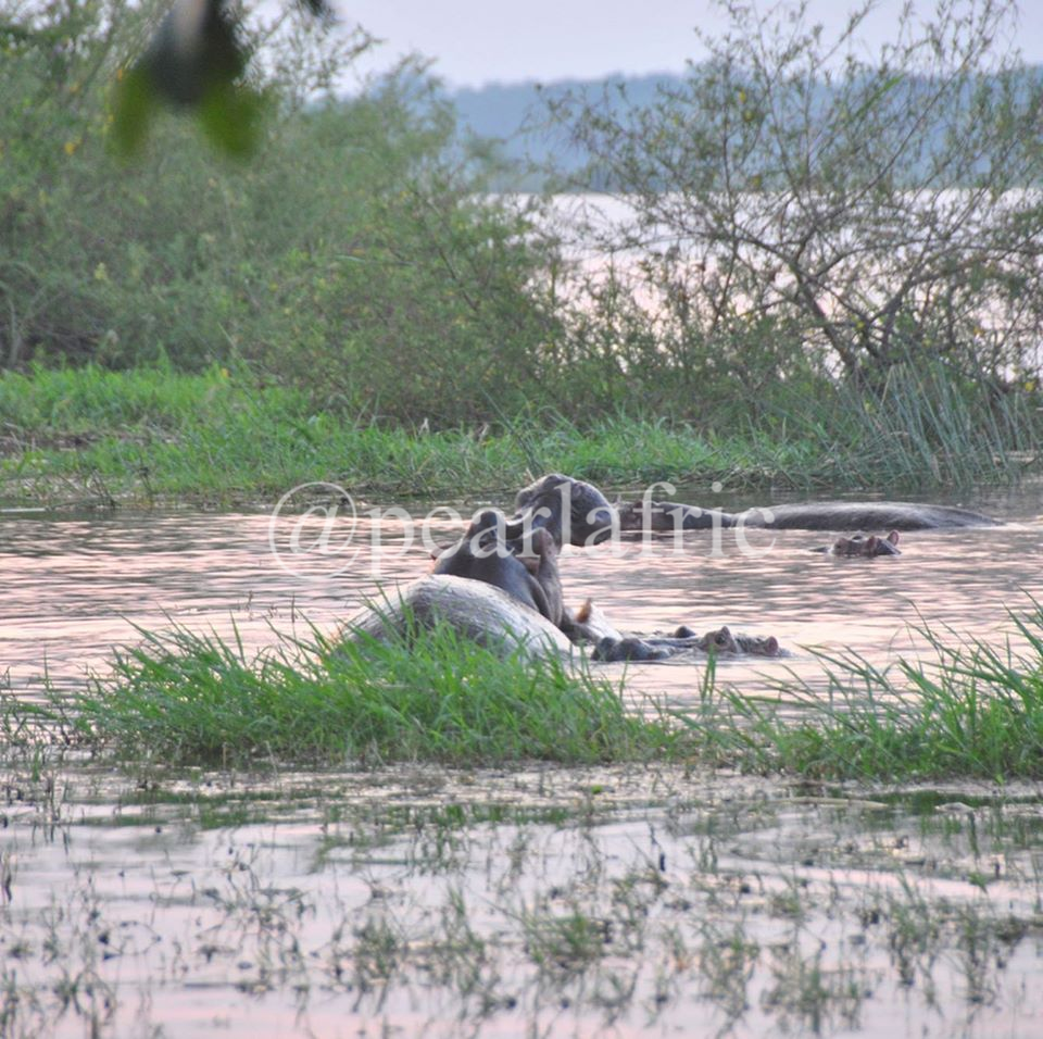 Pearl Afric Tours and Travel 4
