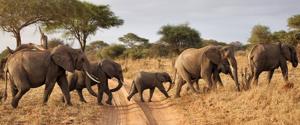 Tanzania Safaris