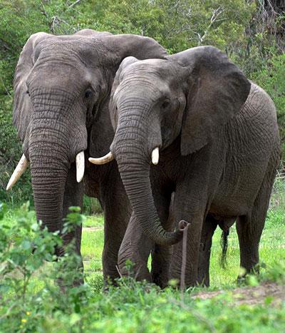Explore Africa Holidays Safaris 4
