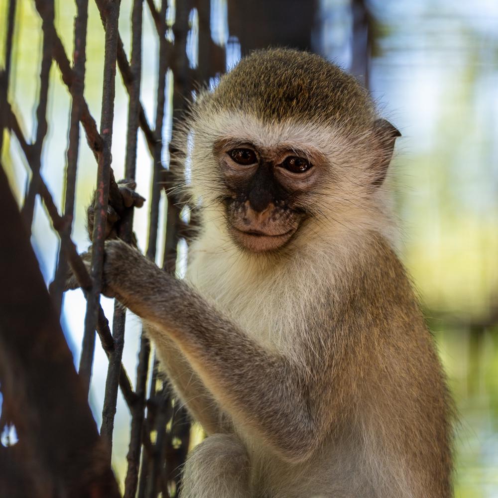Colobus Conservation Centre 4