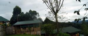 Gorilla Mist Camp 3