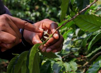 Karunguru Coffee Estate 3