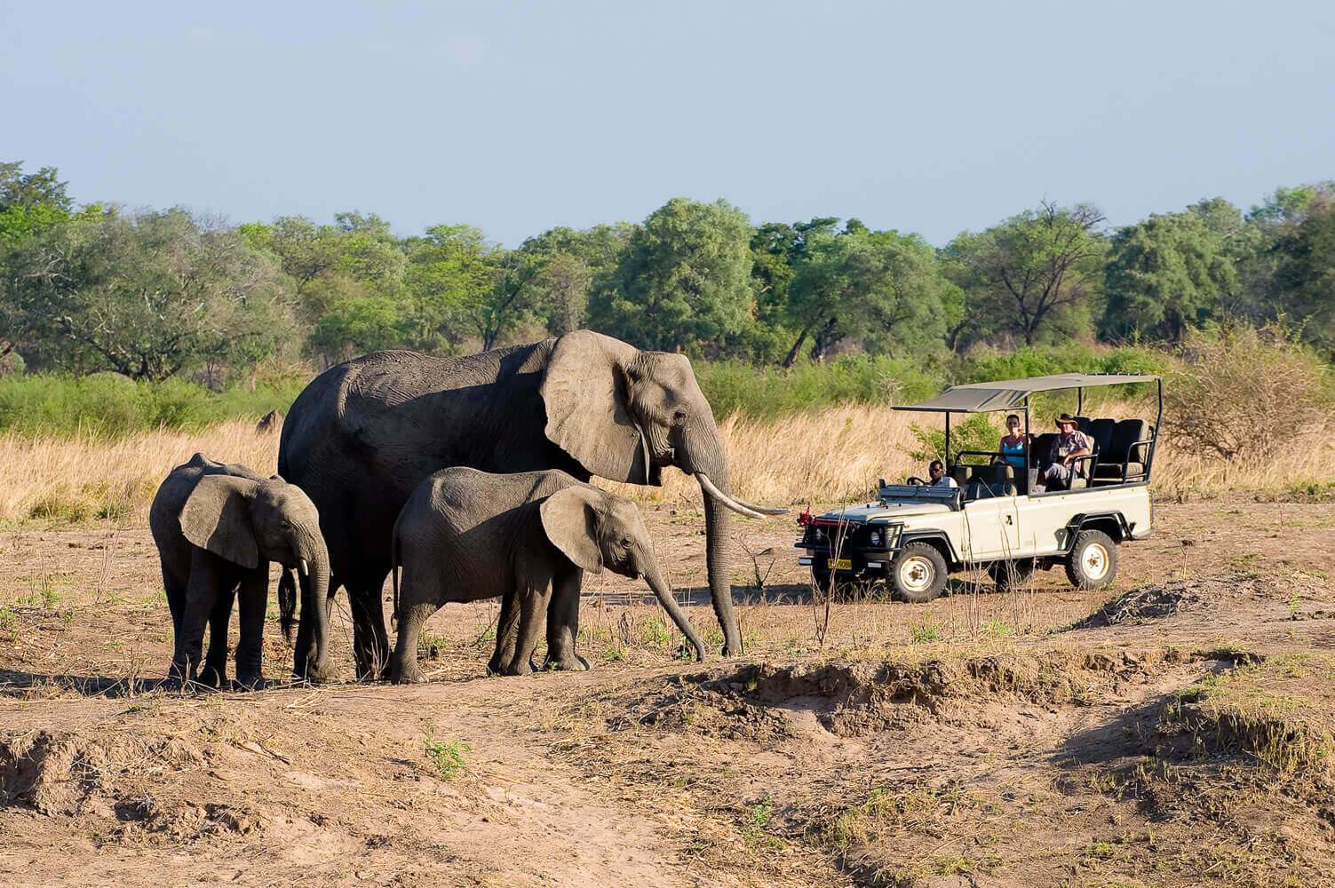 Game Drive - Victoria Falls