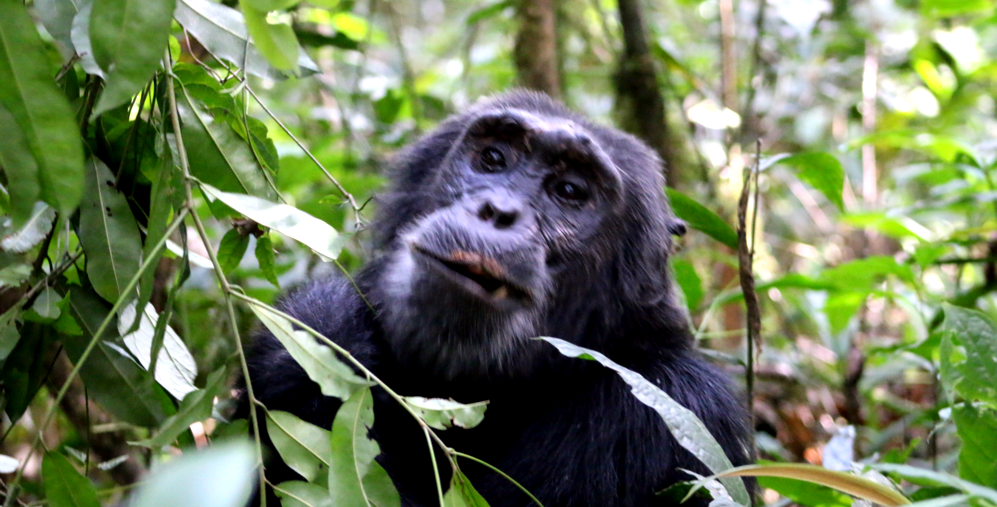 Gorilla Walking Safaris 3