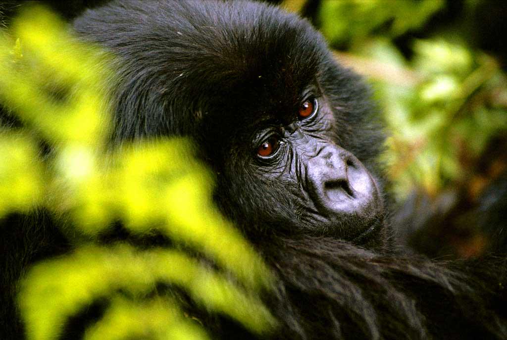 Rwanda Development Board