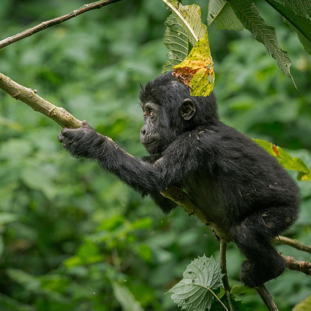Kabira Gorilla Safaris 5
