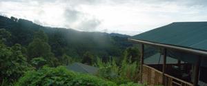 Gorilla Mist Camp 2