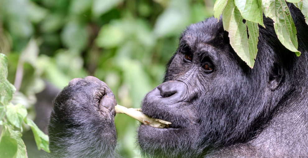 Gorilla Walking Safaris 4