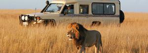 Tailor Made Safari