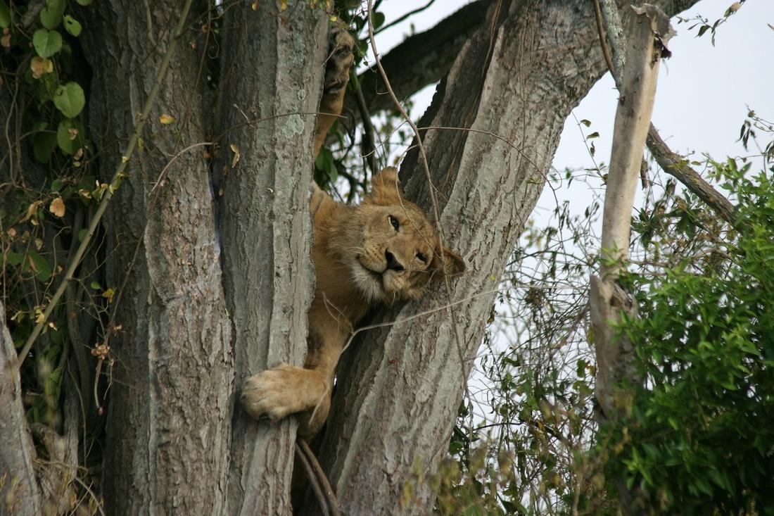 Leopard Village