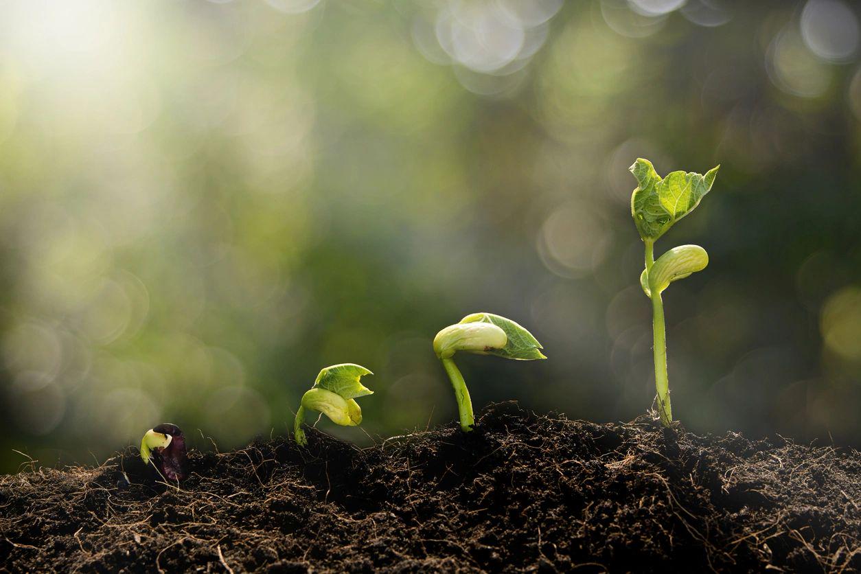 Sprout Consulting (Pty) Ltd