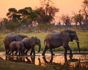 Tailor-Made Safari