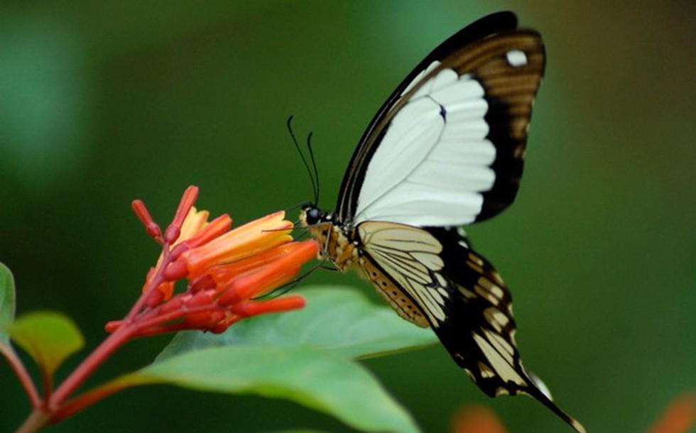 Zanzibar Butterfly Centre 2