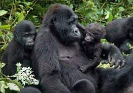 Lulu Safaris Uganda 3