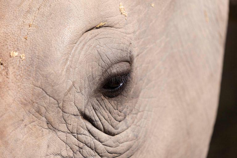 Hoedspruit Endangered Species Centre 2