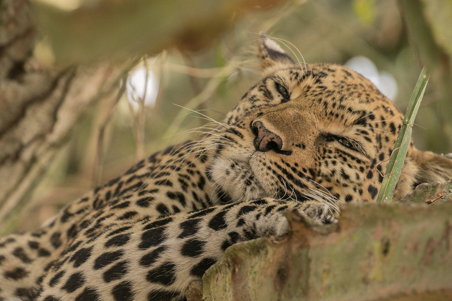 Mist Rwanda Safaris 1