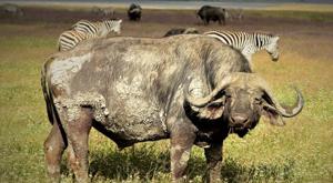 Tanzania Safaris and Tours