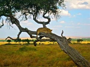 Kenya Road Safaris