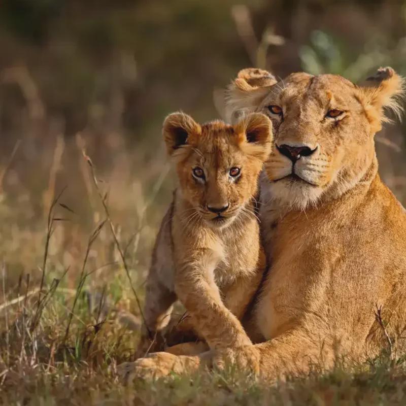 Detour Africa Tours & Safaris cc