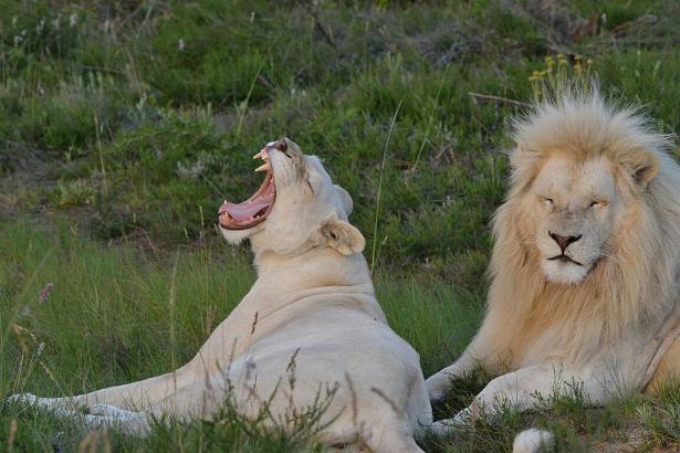 Inkwenkwezi Private Game Reserve (Pty) Ltd