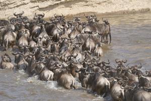 Wildebeest Calving Season in Tanzania