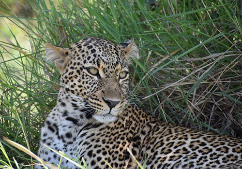 Absolute Adventure Safaris
