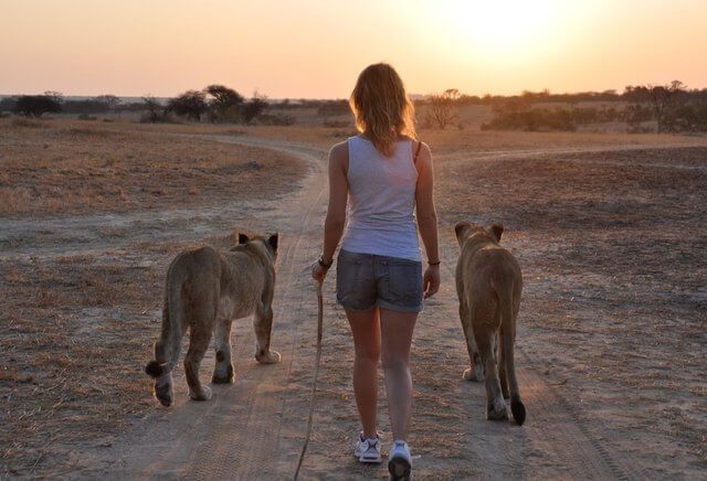 Lion Walk - Antelope Park