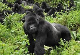Gorilla Trekking Uganda
