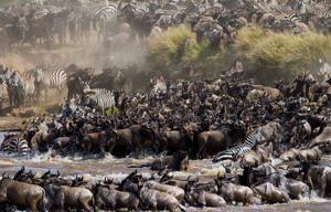 Exclusive African Safaris