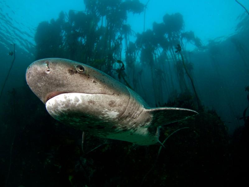 False Bay White Shark Adventures 4