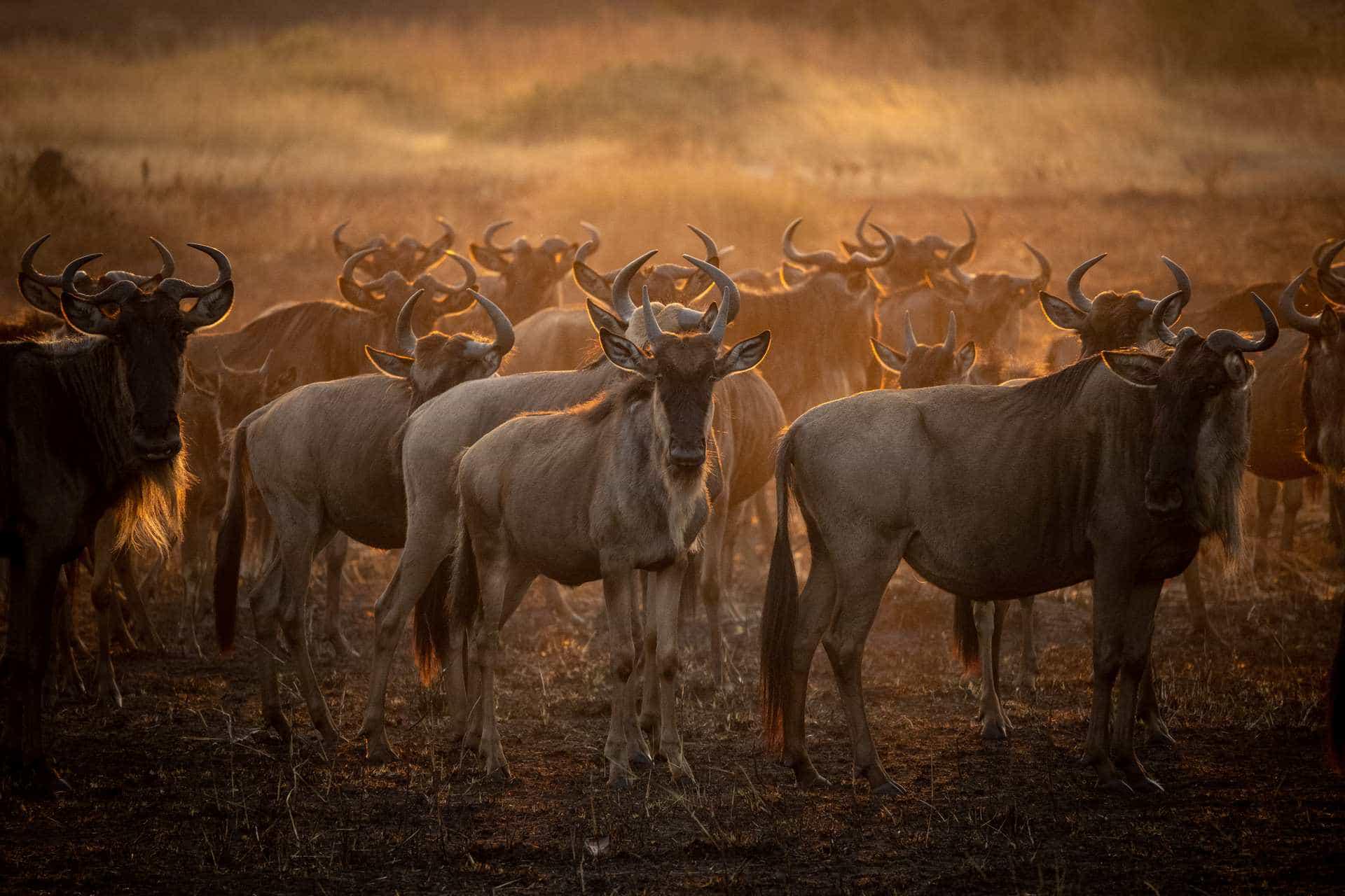 2 Days/1 Night Nyerere National Park Safari 2