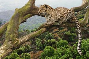 Rwanda Safari