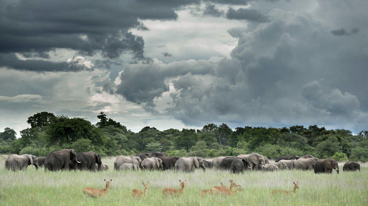 Ila Safari Lodge by Green Safaris