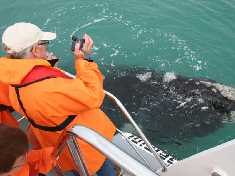 Dyer Island Cruises (Pty) Ltd