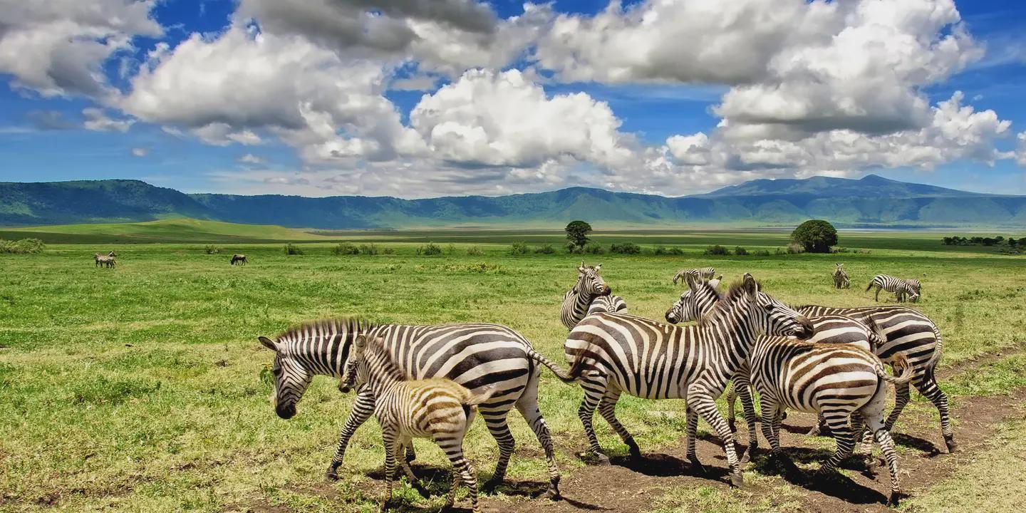Nice Adventure Safari 1