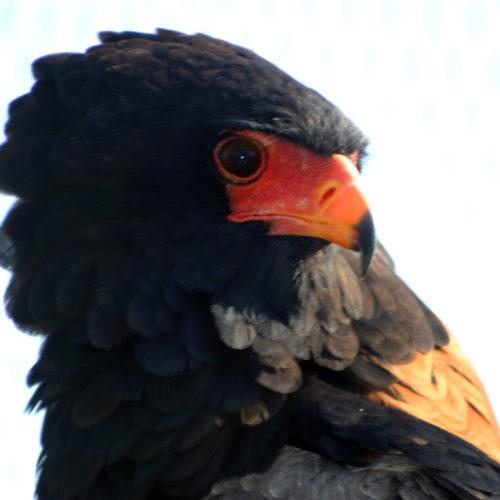 Dullstroom Bird of Prey & Rehabilitation Centre 2
