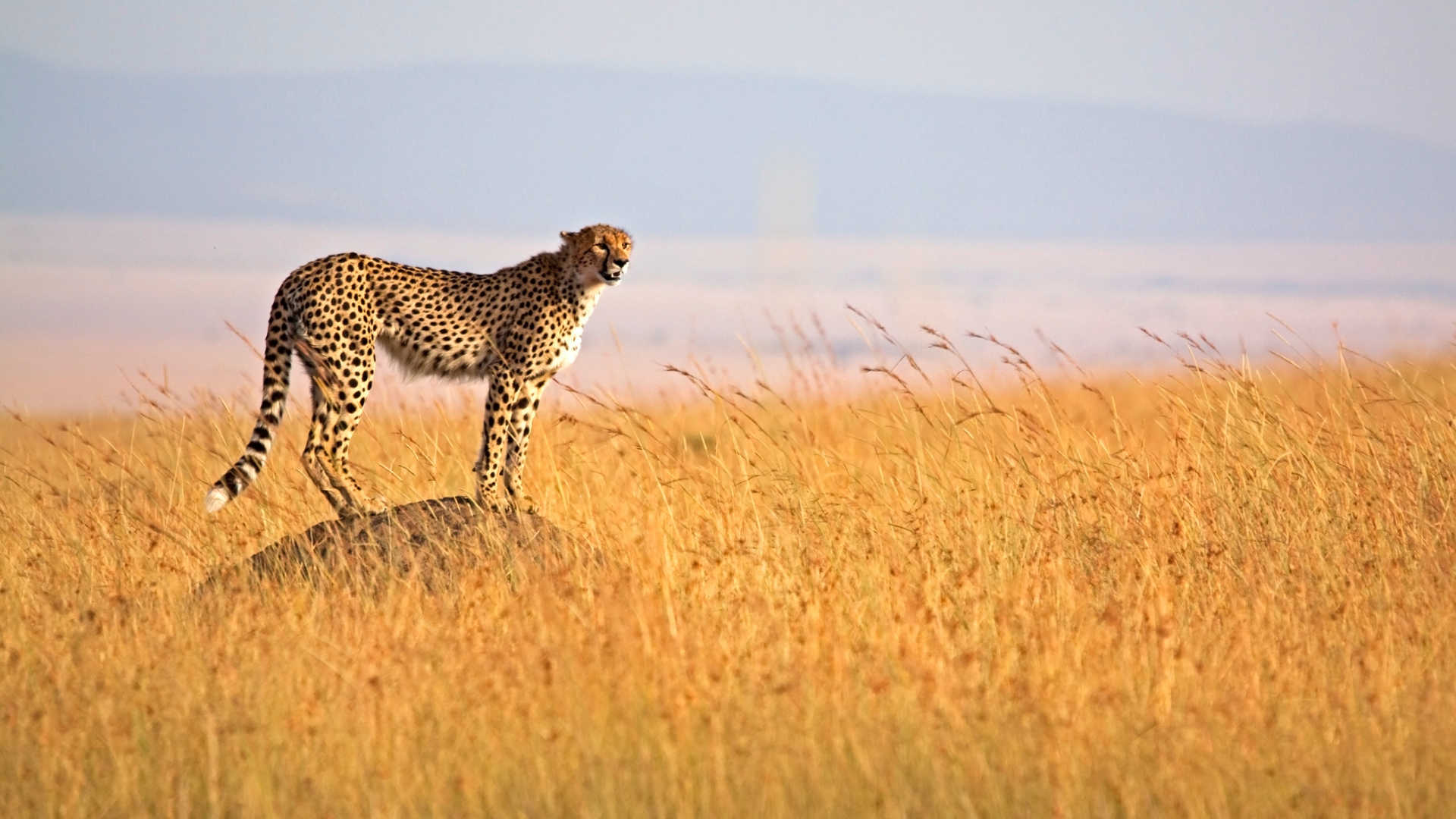 Tanzania Safari Tours 2