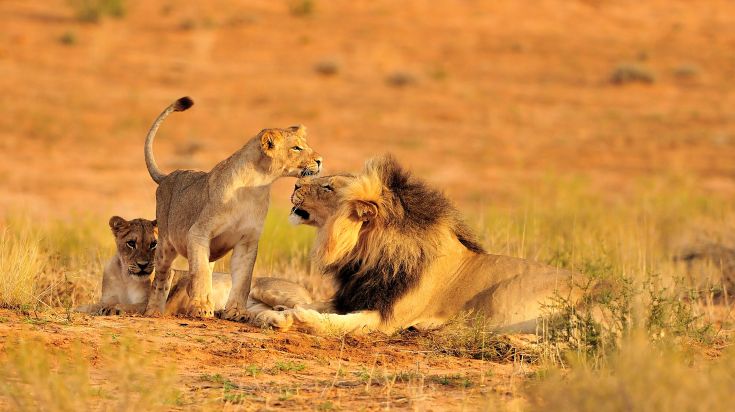 Tanzania Safari Tours 3