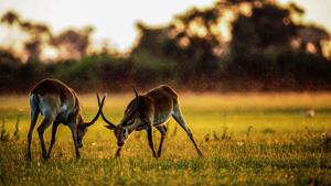 Design Your Dream African Safari