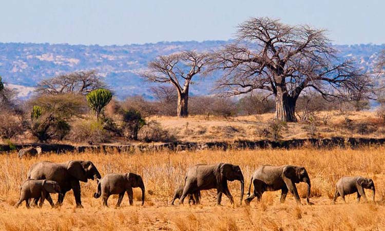 Tanzania Safari Tours 4