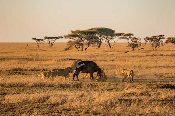 Tanzania Safari Tours 5